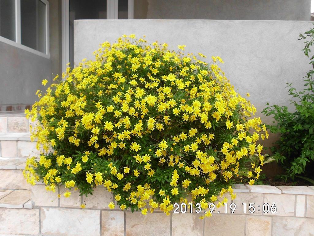Apartments Samardzic Tivat Luaran gambar